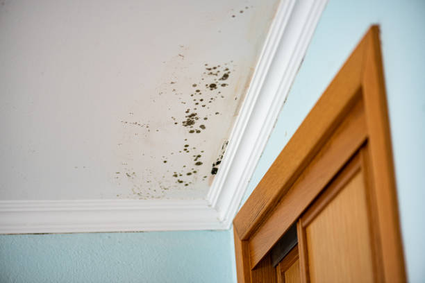 Best Home Mold Removal  in North Eastham, MA