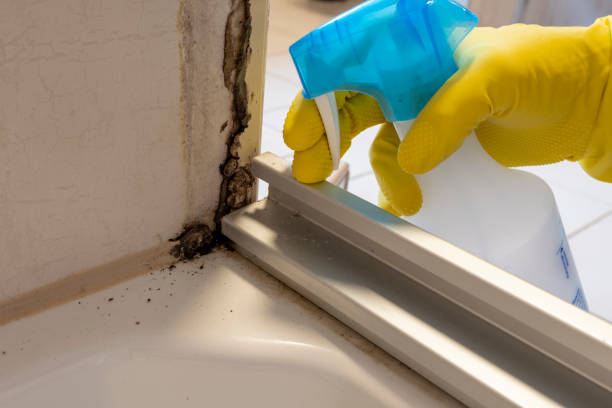 Best Mold Cleaning Services  in North Eastham, MA