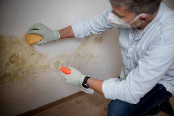 Professional Mold Removal in North Eastham, MA